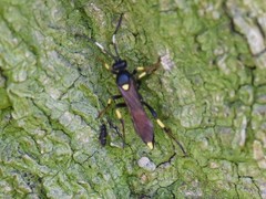 Ichneumon stramentor