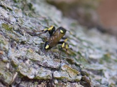 Ichneumon stramentor