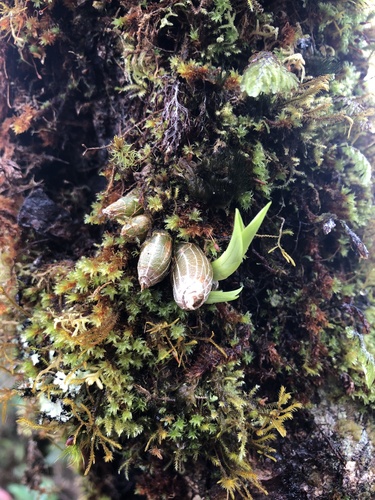 Eria japonica iNat (3)