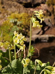 Primula elatior elatior