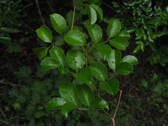 Cyphostemma sakalavense
