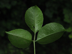 Cyphostemma sakalavense