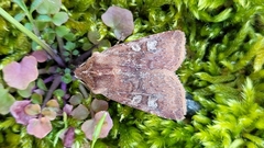 Cerastis leucographa