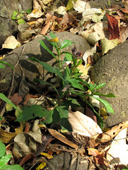 Phlogacanthus pulcherrimus