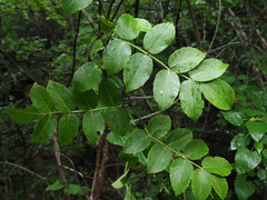 Cyphostemma macrocarpa