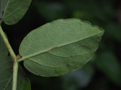 Cyphostemma macrocarpa