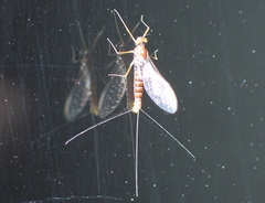 Mauiulus luma