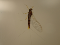 Mauiulus luma