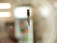 Mauiulus luma