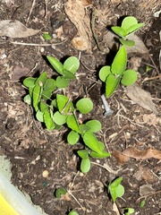Magnoliopsida