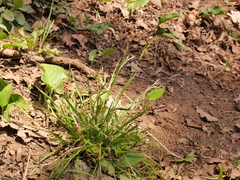 Luzula forsteri