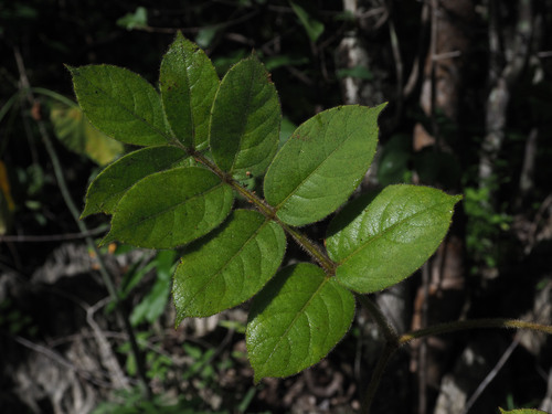Cyphostemma roseiglandulosum