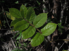 Cyphostemma roseiglandulosum