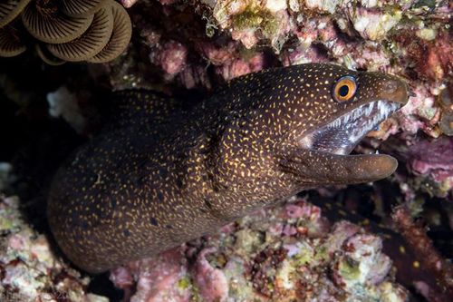 Abbott's moray
