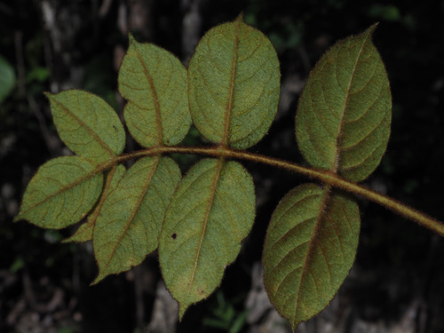 Cyphostemma roseiglandulosum