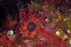 Scorpaena jacksoniensis