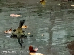 Hydrosaurus pustulatus