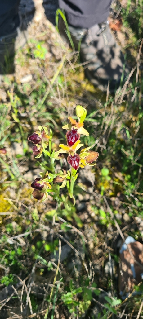 Ophrys sphegodes
