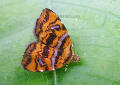Choreutis amethystodes