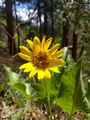 Balsamorhiza