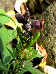 Phlogacanthus pulcherrimus