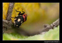 Copturus aurivillianus