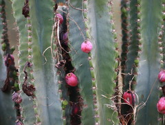 Cereus jamacaru