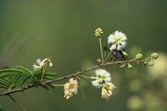 Acaciella