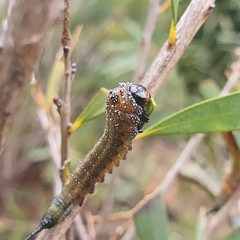 Pterygophorus cinctus