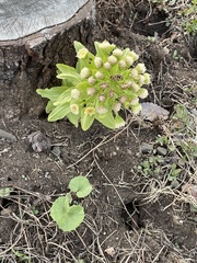 Petasites