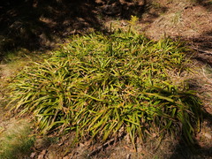 Luzula sylvatica sylvatica