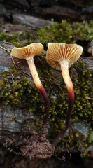 Xeromphalina cauticinalis pubescentipes