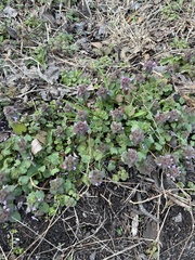 Lamium purpureum