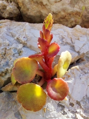 Umbilicus horizontalis