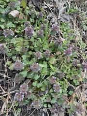 Lamium purpureum