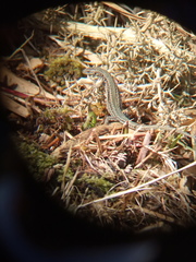 Podarcis guadarramae