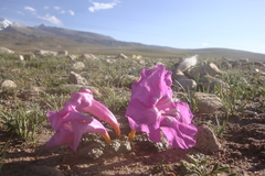 Incarvillea younghusbandii, photograph author not stated, no rights reserved