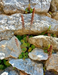 Umbilicus horizontalis