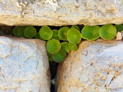 Umbilicus horizontalis