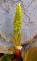 Umbilicus horizontalis