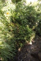 Cynanchum obtusifolium