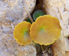 Umbilicus horizontalis