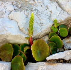 Umbilicus horizontalis