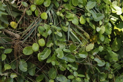 Cynanchum obtusifolium