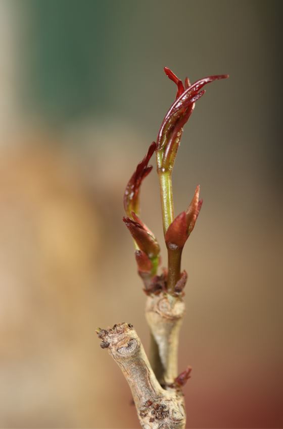 Cyphostemma pachypus, antsiranana