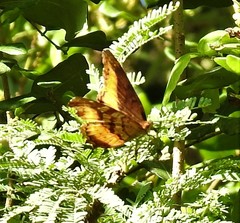 Eurytela dryope
