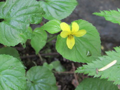 Viola glabella