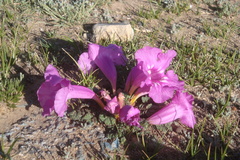 Incarvillea younghusbandii, photograph author not stated, no rights reserved
