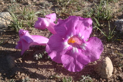 Incarvillea younghusbandii, photograph author not stated, no rights reserved