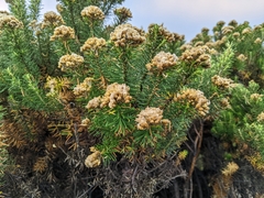 Ozothamnus turbinatus